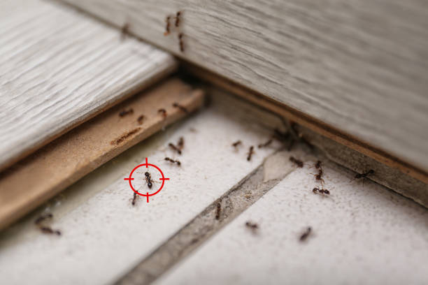 Best Pest Prevention Services  in Dell Rapids, SD