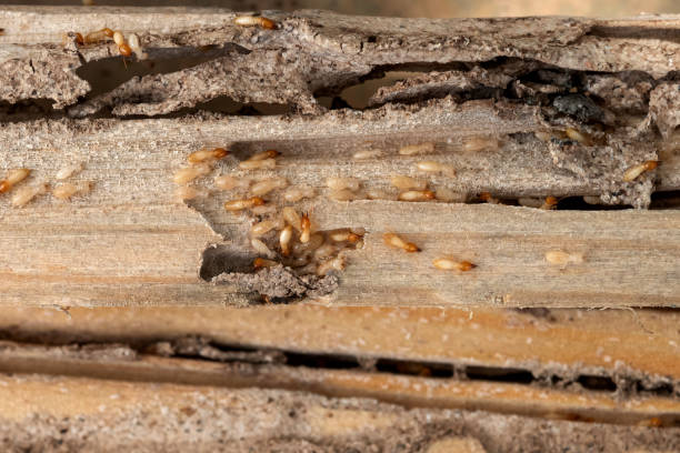 Trusted Dell Rapids, SD Pest Control Experts
